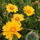 Coreopsis gr. 'Presto' P9