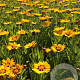 Coreopsis gr. 'Sunfire' P9