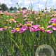 Coreopsis r. 'American Dream' P9