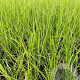 Cortaderia s. 'White Plume' P9