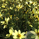 Coreopsis vert. 'Moonbeam' P9
