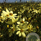 Coreopsis vert. 'Moonbeam' P9