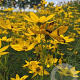 Coreopsis vert. 'Zagreb' P9