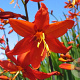Crocosmia 'Babylon' P9