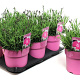 Dianthus grat. 'Dinetta Purple' P9