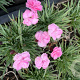 Dianthus plumarius 'Dinetta Soft Pink' P9