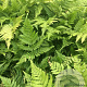 Dryopteris erythrosora P9