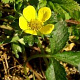 Duchesnea indica P9