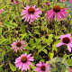 Echinacea p. 'Double-Decker' P9