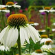 Echinacea p. 'White Swan' P9