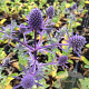 Eryngium pl. 'Blue Hobbit' P9