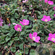Erodium variabile 'Bishop's Form' P9