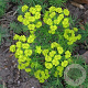 Euphorbia cyp. 'Clarice Howard' P9