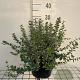 Euonymus fort. 'Emerald Gaiety' GM C5