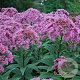 Eupatorium mac. 'Purple Bush' P9