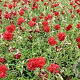Helianthemum 'Amabile Plenum' P9