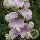 Lathyrus latifolius 'Pink Pearl' P9