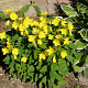 Oenothera tetragona P9