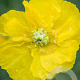 Papaver nud. 'Pop-up Yellow' P9