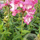 Penstemon h. 'Peptalk Pink' P9