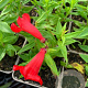 Penstemon h. 'Peptalk Red' P9