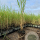 Phragmites australis P9