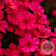 Phlox (P) 'Early Red' P9
