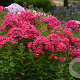 Phlox (P) Ka-Pow Pink P9