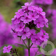 Phlox (P) Ka-Pow Purple P9