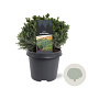 Picea gl. 'Echiniformis' 25-30 cm 5,0L