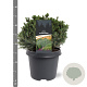 Picea gl. 'Echiniformis' 25-30 cm 5,0L