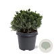 Picea gl. 'Echiniformis' 25-30 cm 5,0L