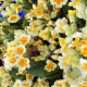 Primula veris 'Lime with Orange' P9