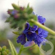 Pulmonaria long. 'E.B. Anderson' P9