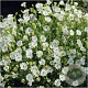 Silene maritima P9