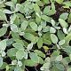 Stachys byzantina 'Silver Carpet' P9