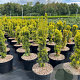 Taxus b. 'David' 40-50 cm 5,0L