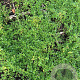 Thymus praecox 'Albiflorus' P9