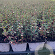 Thymus vulgaris P9