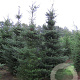Abies koreana 225-250 cm draadkluit solitair