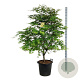 Acer pal. 'Osakazuki' 150-175 cm cont. 55L extra