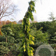 Chamaecyparis l. 'F. Golden Tears' 100-125 cm 6,5L