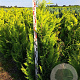 Chamaecyparis l. 'Ivonne' 180-200 cm met kluit extra