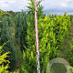 Chamaecyparis l. 'Ivonne' 180-200 cm met kluit extra
