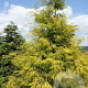 Chamaecyparis l. 'Karaca' 80-100 cm 6,5L