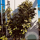 Elaeagnus ebb. 'Compacta' 100-125 cm met kluit