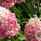 Hydrangea pan. Living Pinky Promise 60-80 cm 14L