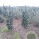 Ilex meserv. 'Heckenstar' 125-150 cm met kluit
