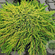 Juniperus comm. 'Lemon Carpet' 50-60 cm 6,5L