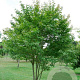Acer henryi 30-35 HO draadkluit 250 cm stam